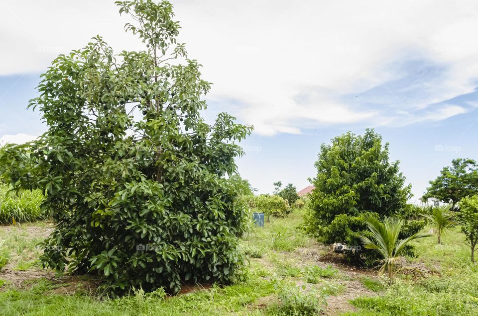 Mango Trees