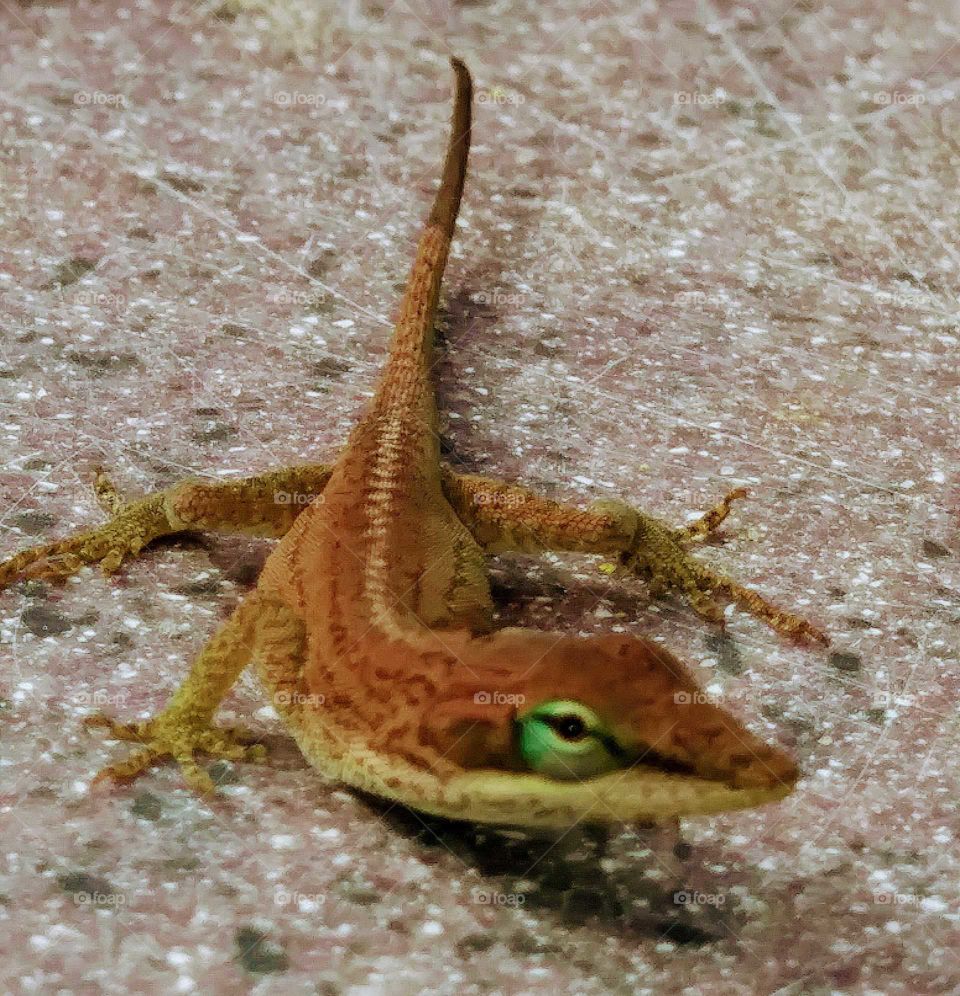 lizard