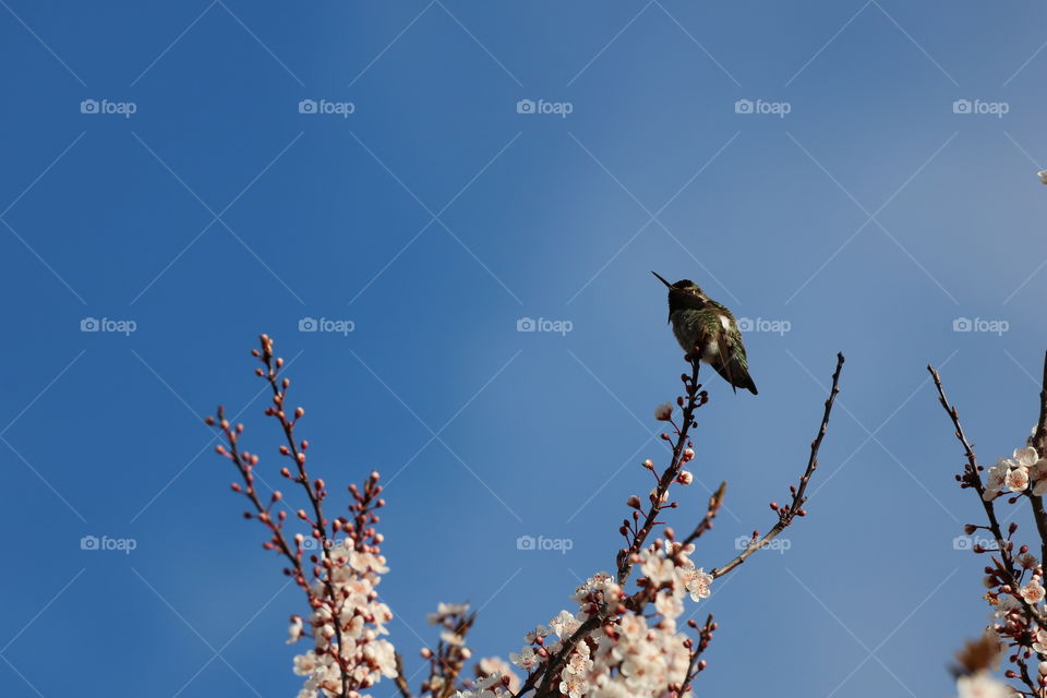 Beautiful hummingbird singing on top of the branch of a cherry tree with  buds and blossom , announcing the early spring 