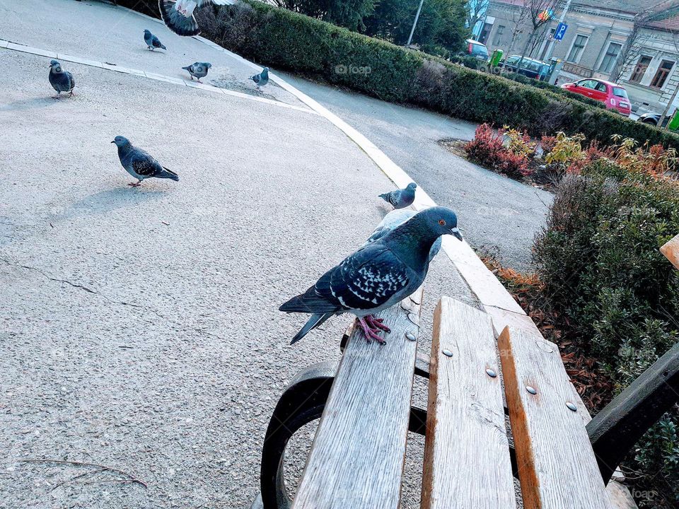 pigeon