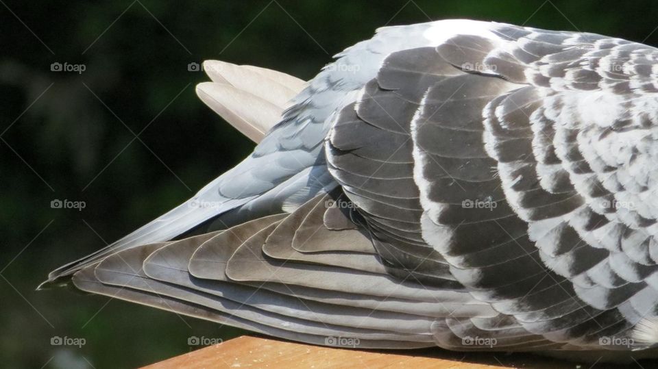 pigeon wing