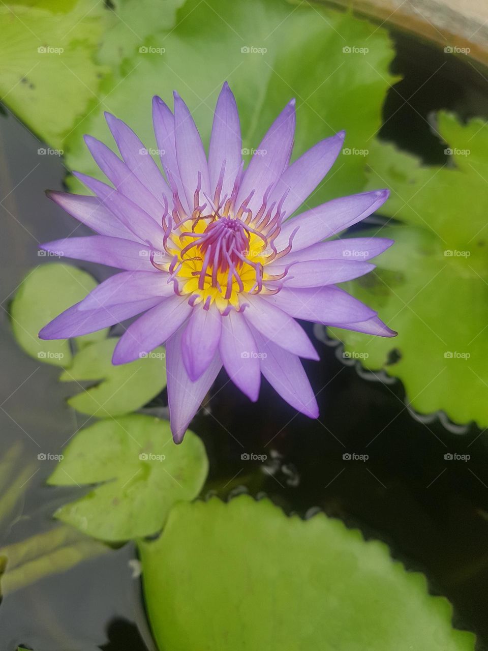 colored lotus