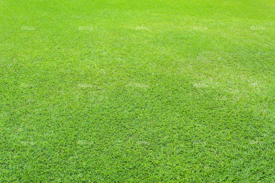 Nature green grass background