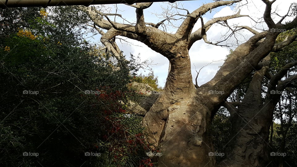 A baobab tree stands tall at Animal Kingdom at the Walt Disney World Resort in Orlando, Florida.