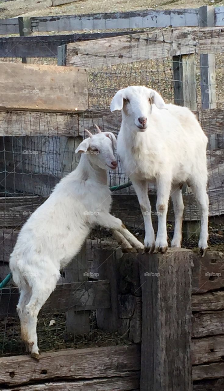 Mama & Baby Goats