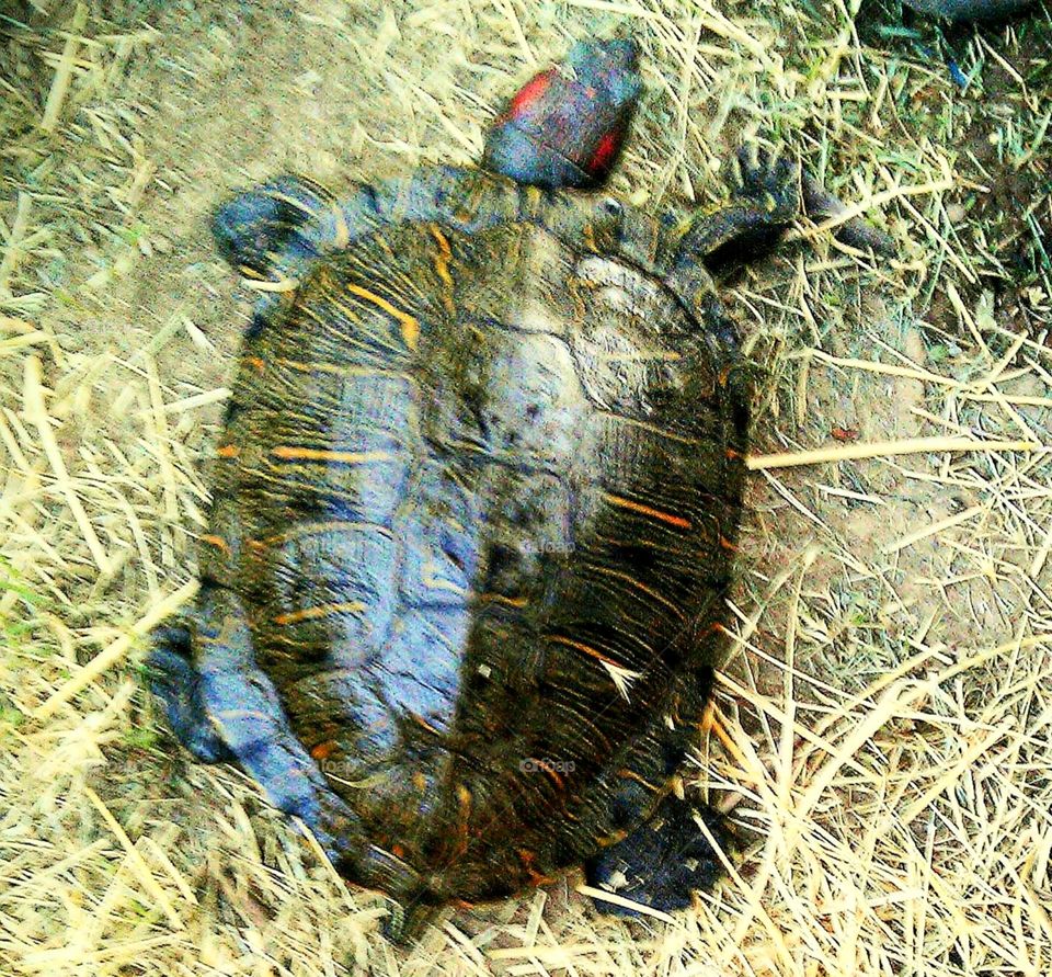 Red-eared slider headed for the big pond.