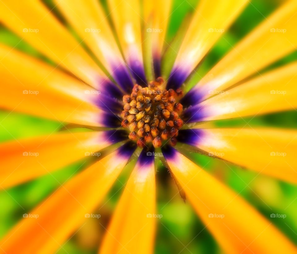 Beautiful flower. This shot was captured with an iPad mini and had a touch of post processing done to it. Blurring was added around the center to make the flower "pop" and a bit of saturation as well. This shot represents the warmth of summer. It was taken in Winnipeg, Canada a few years ago, but these flowers can be found in most garden shops and floral shops. An attached lens was also used which provided a 10x macro. The lens used is made by Olloclip. Enjoy your summers and experiment.