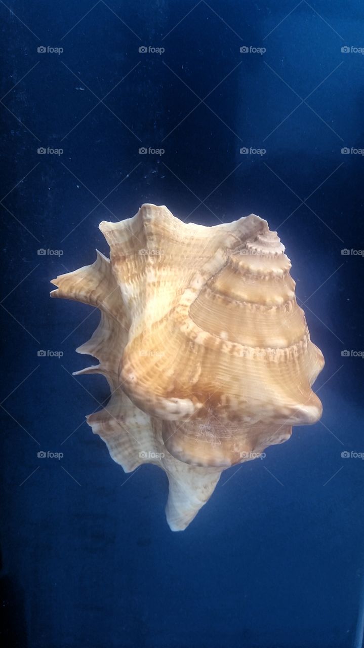 seashell