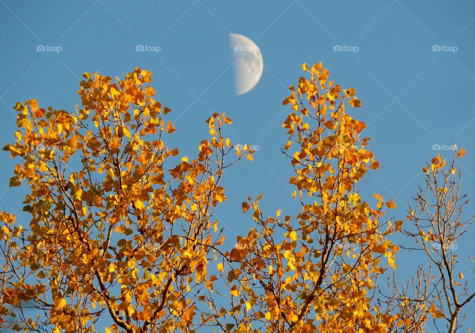Half moon during autumn, take 4