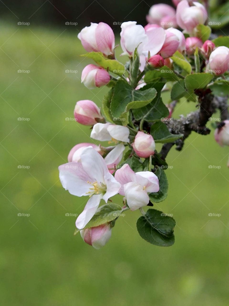 Apple tree flower