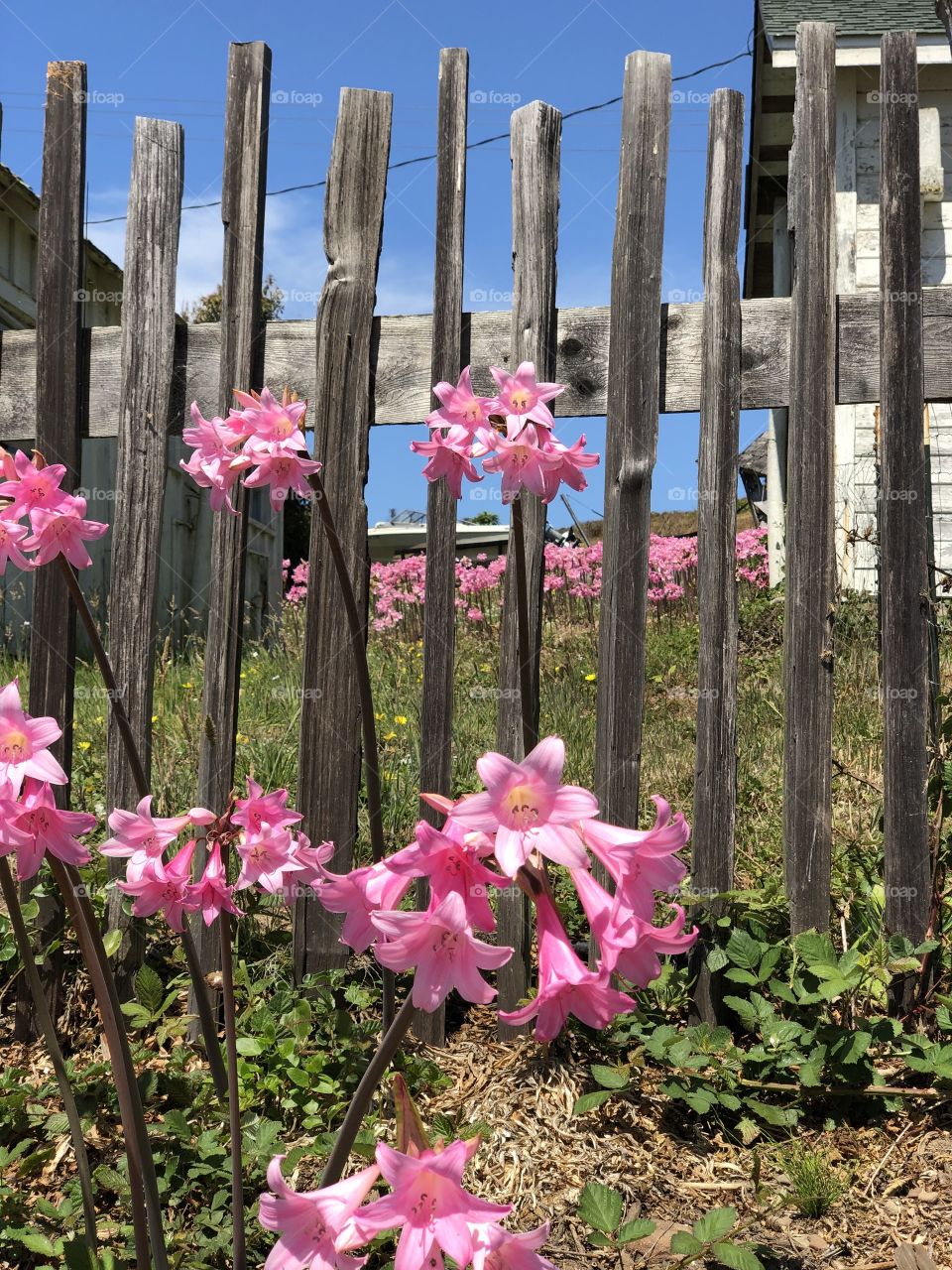 Flowers on the Coast
