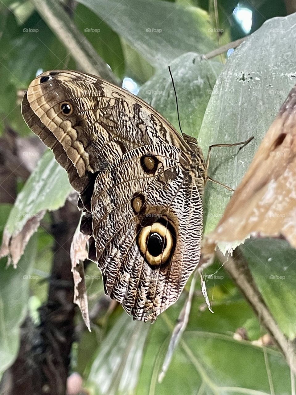 Borboletas, Butterflies