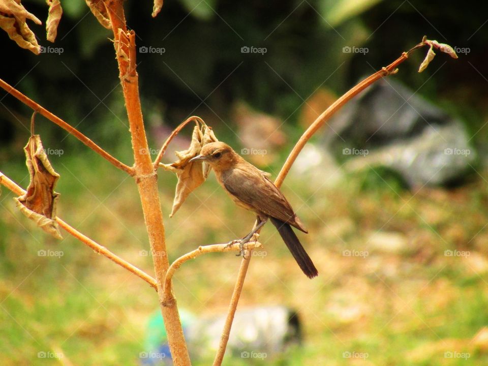 The brown rock chat or Indian chat (Oenanthe fusca) is a bird in the chat (Saxicolinae) subfamily and is found mainly in northern and central India.