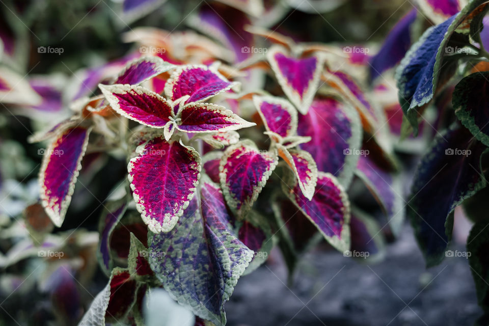 close up view of flower