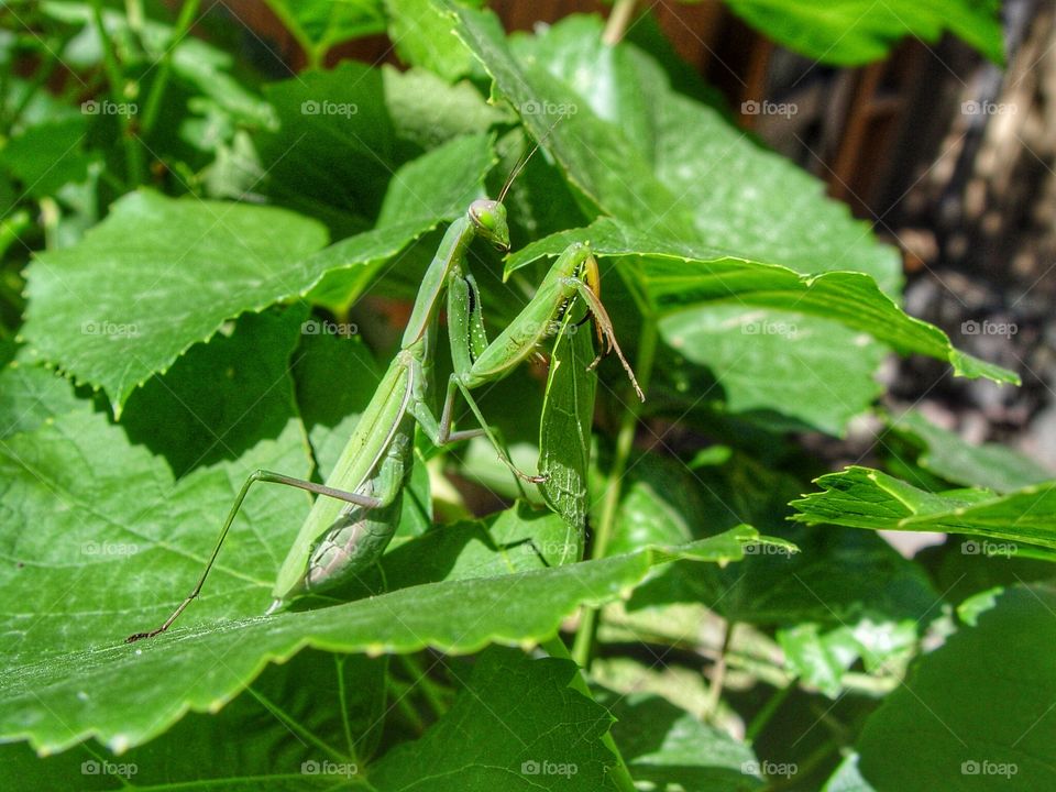 Praying mantis on leaf