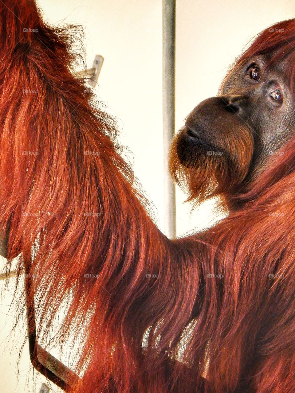 orangutan looking sad close up