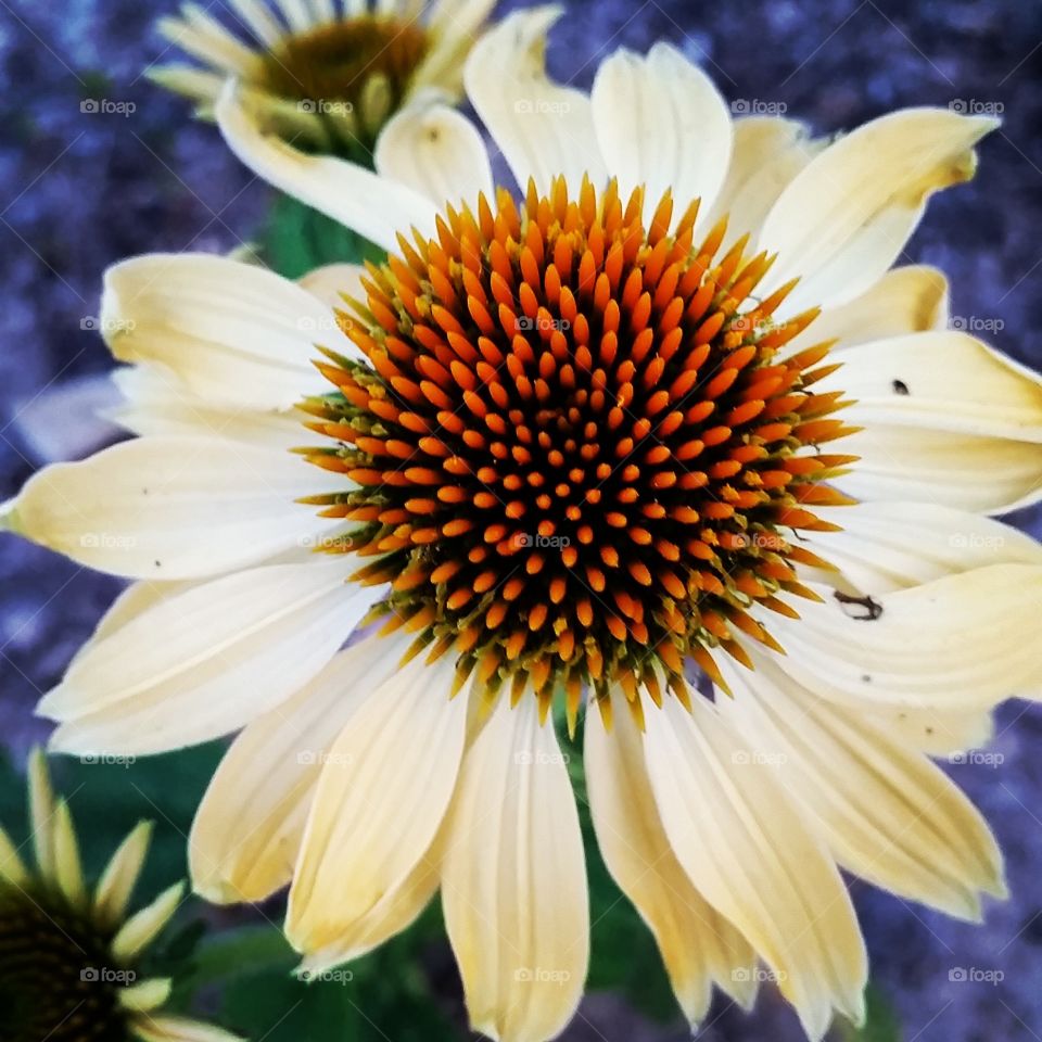 coneflower