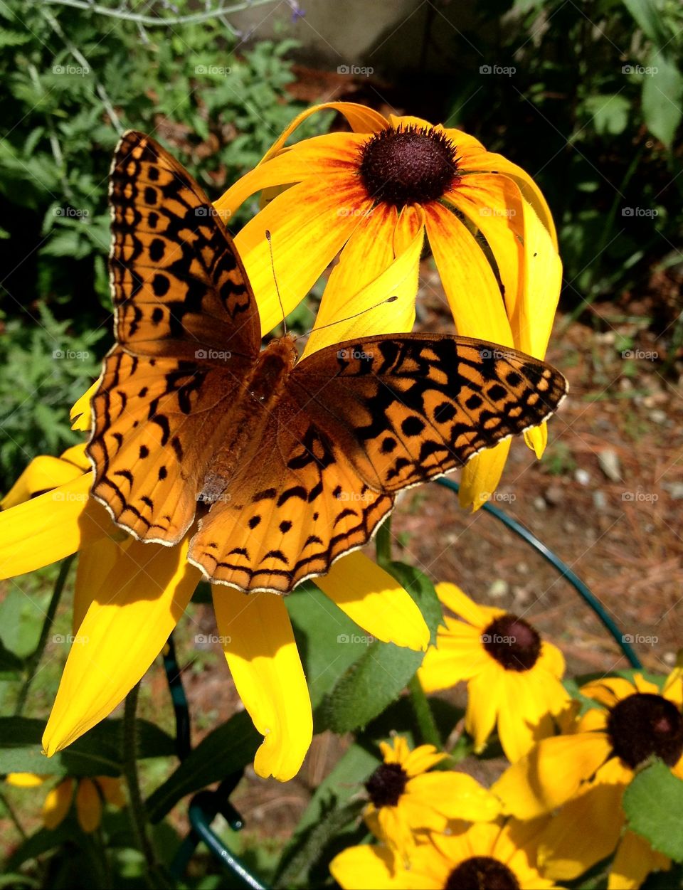 Butterfly on Yellow Black Eyed Susans