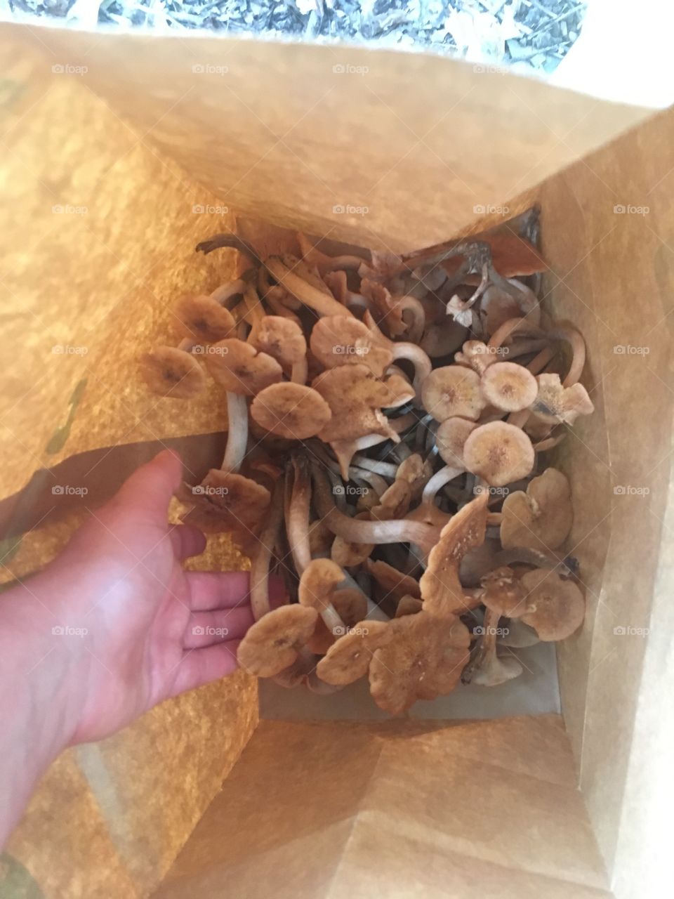 Ringless honey mushrooms 