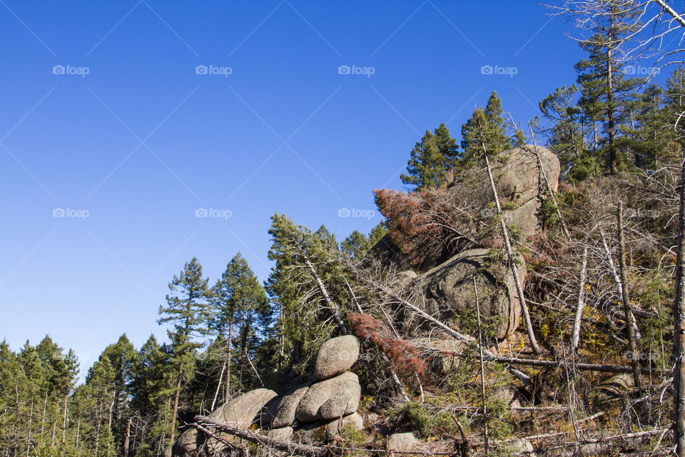 Forest destroyed by a tornado 