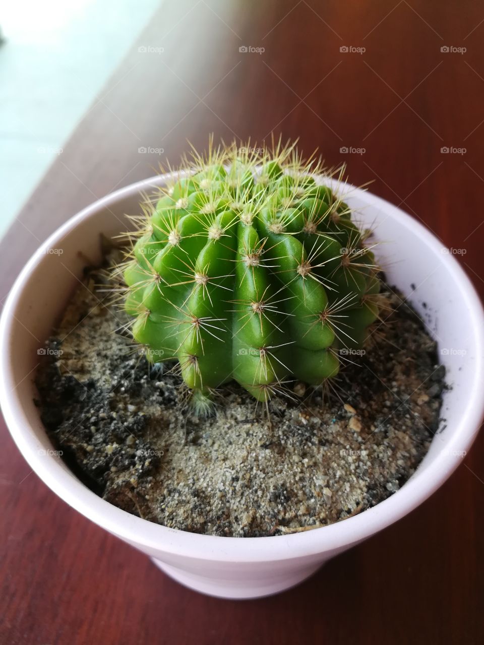 Cactus