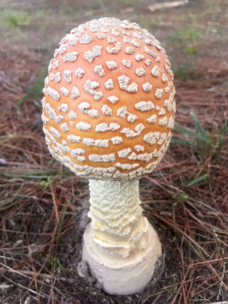What a wonderful specimen of a wild mushroom.