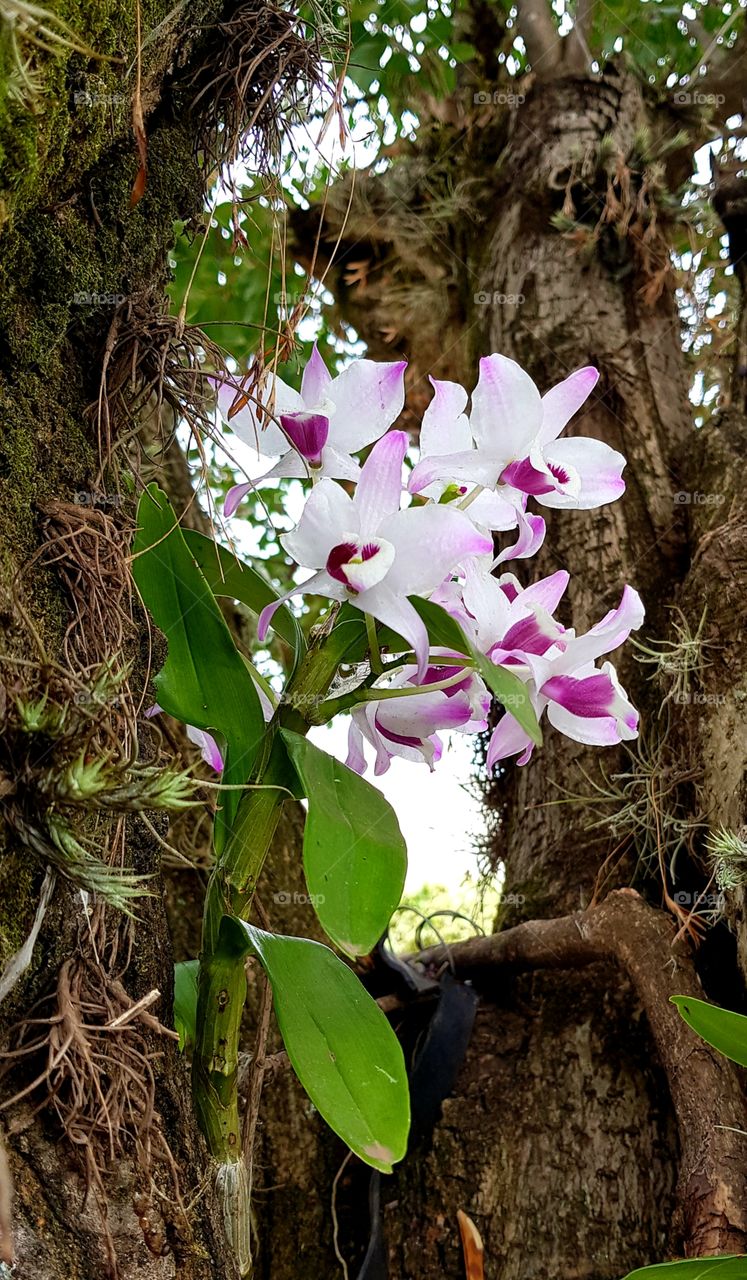 orchids, orquideas