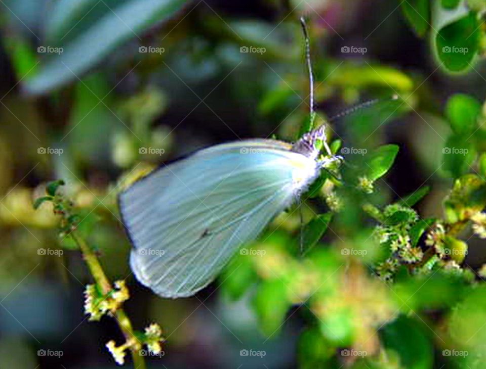 Borboleta