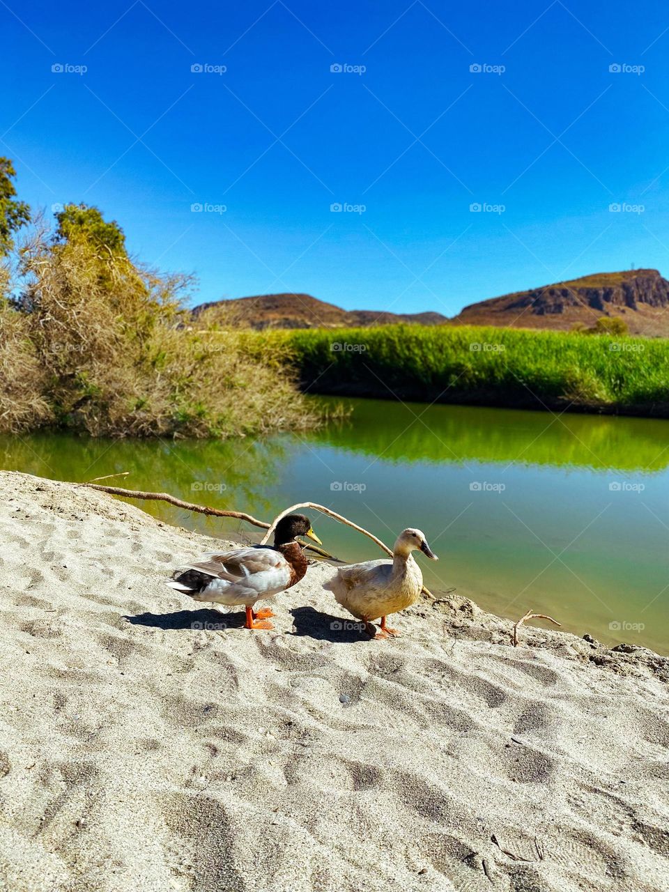 Two ducks on the sand next to river