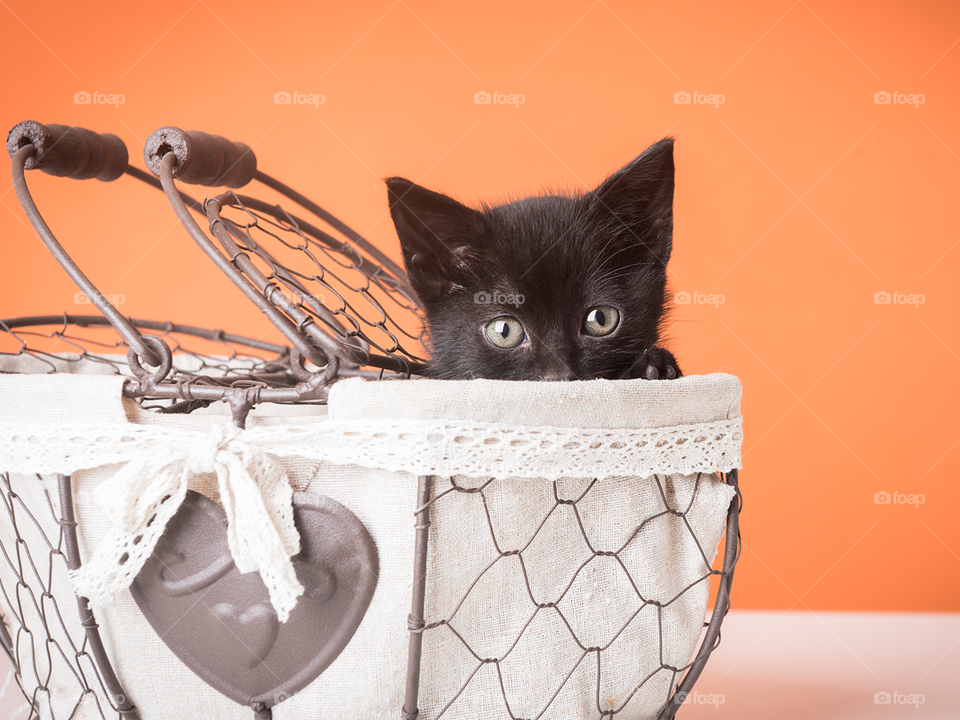 Black kitten on a basket - orange background 