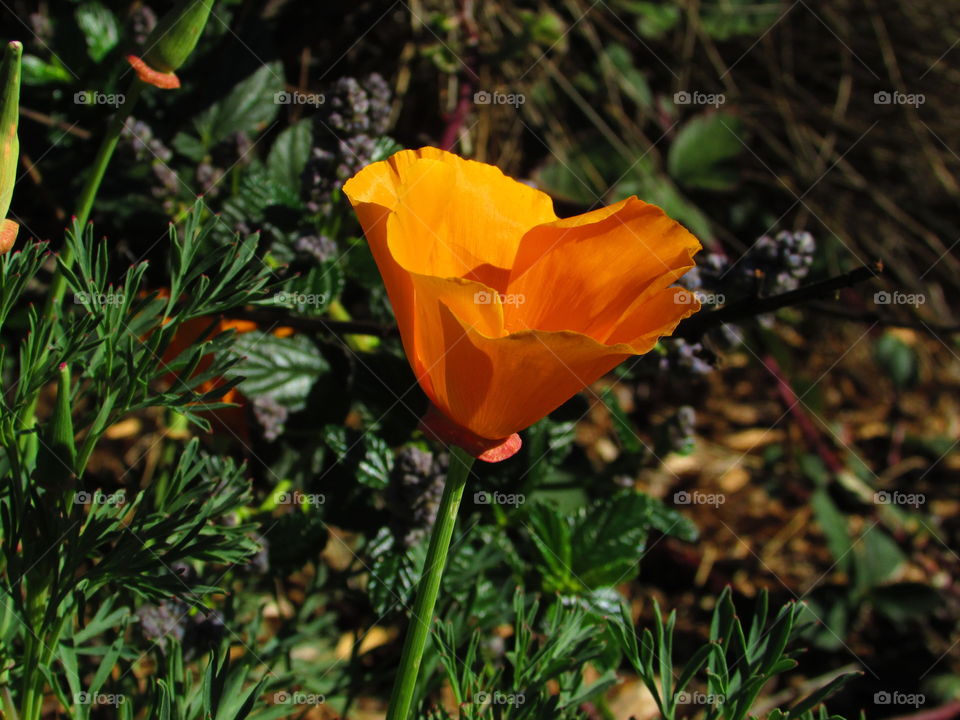 rest stop beautiful, I took this picture at a rest stop on my road trip