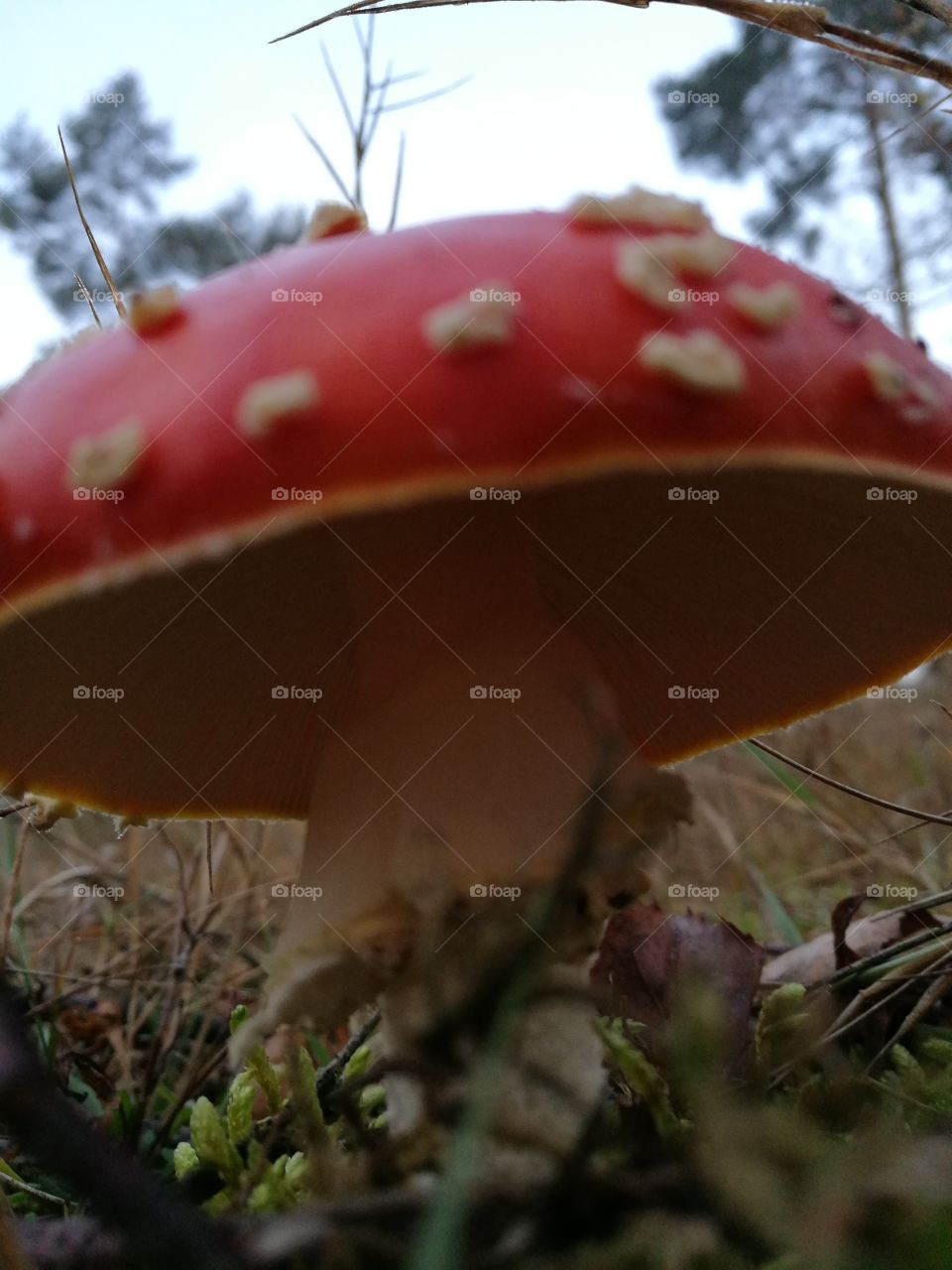 red mushroom