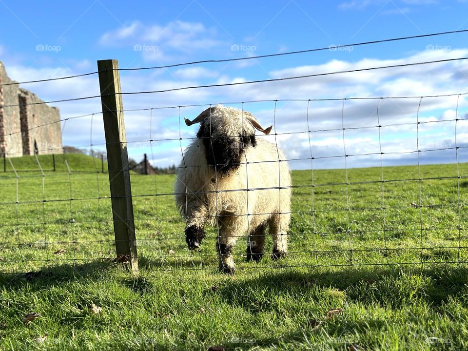 Sheep outdoors in a field