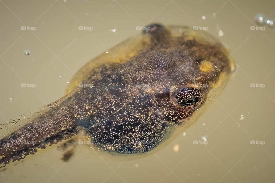 The tadpole stage of a Spring Peeper (Pseudacris crucifer), wasting no time on increasing its size. 