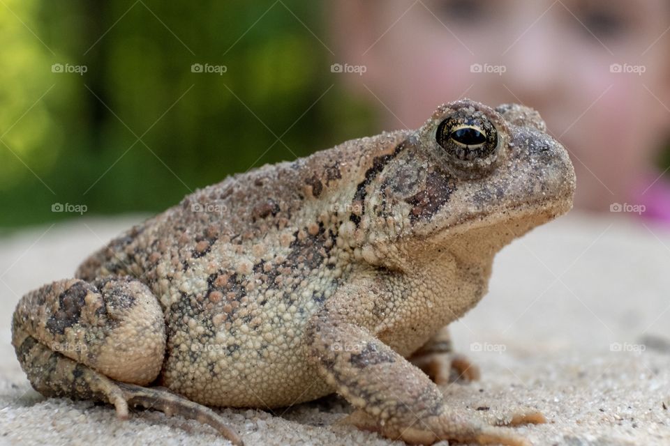 Foap, Glorious Mother Nature. A young girl observes a Fowler’s Toad (Bufo fowleri) she discovered in the sand box at White Deer Park in Garner North Carolina.