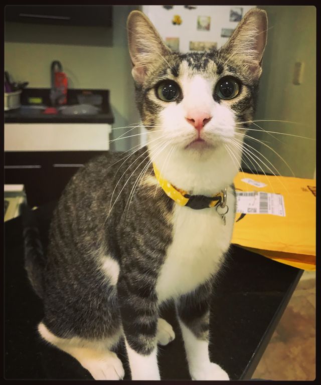 Kitty 