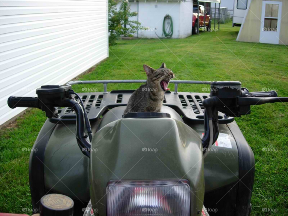 cat yawn four wheeler by micheled312