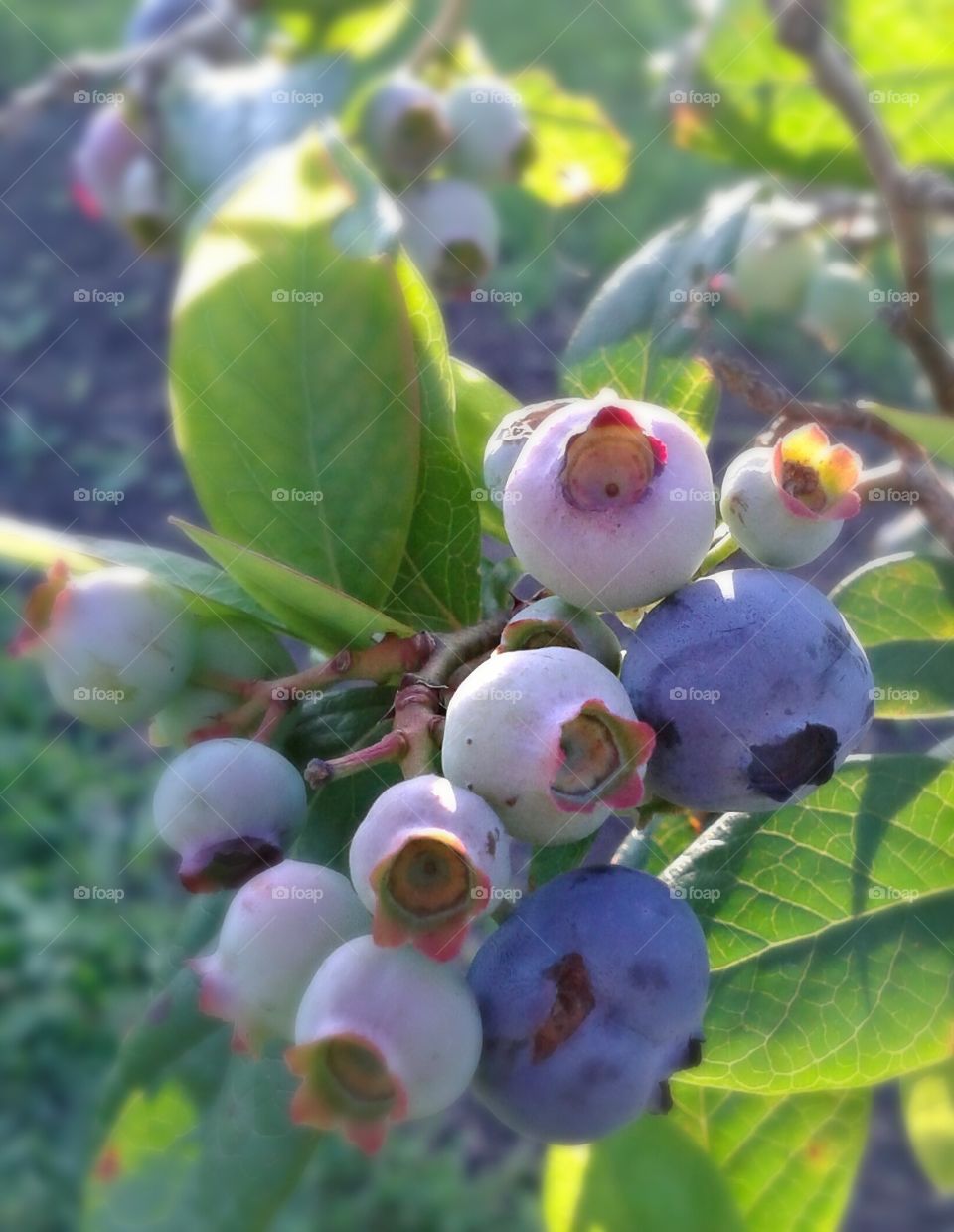 Blueberries. Beautiful berries