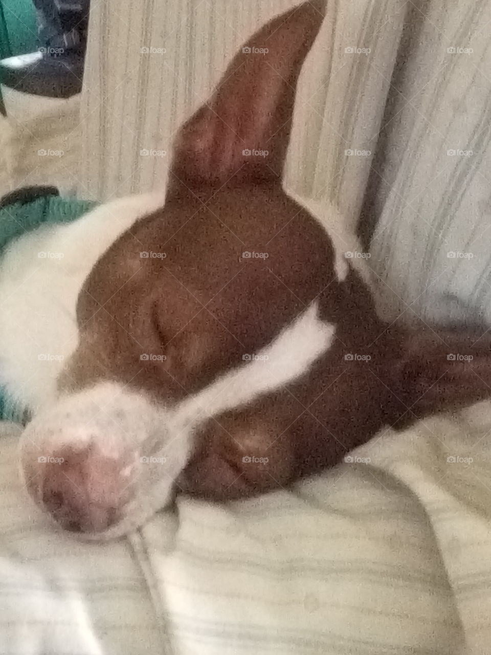 after playing hard I fall asleep in momma's recliner and use the arm as my pillow.