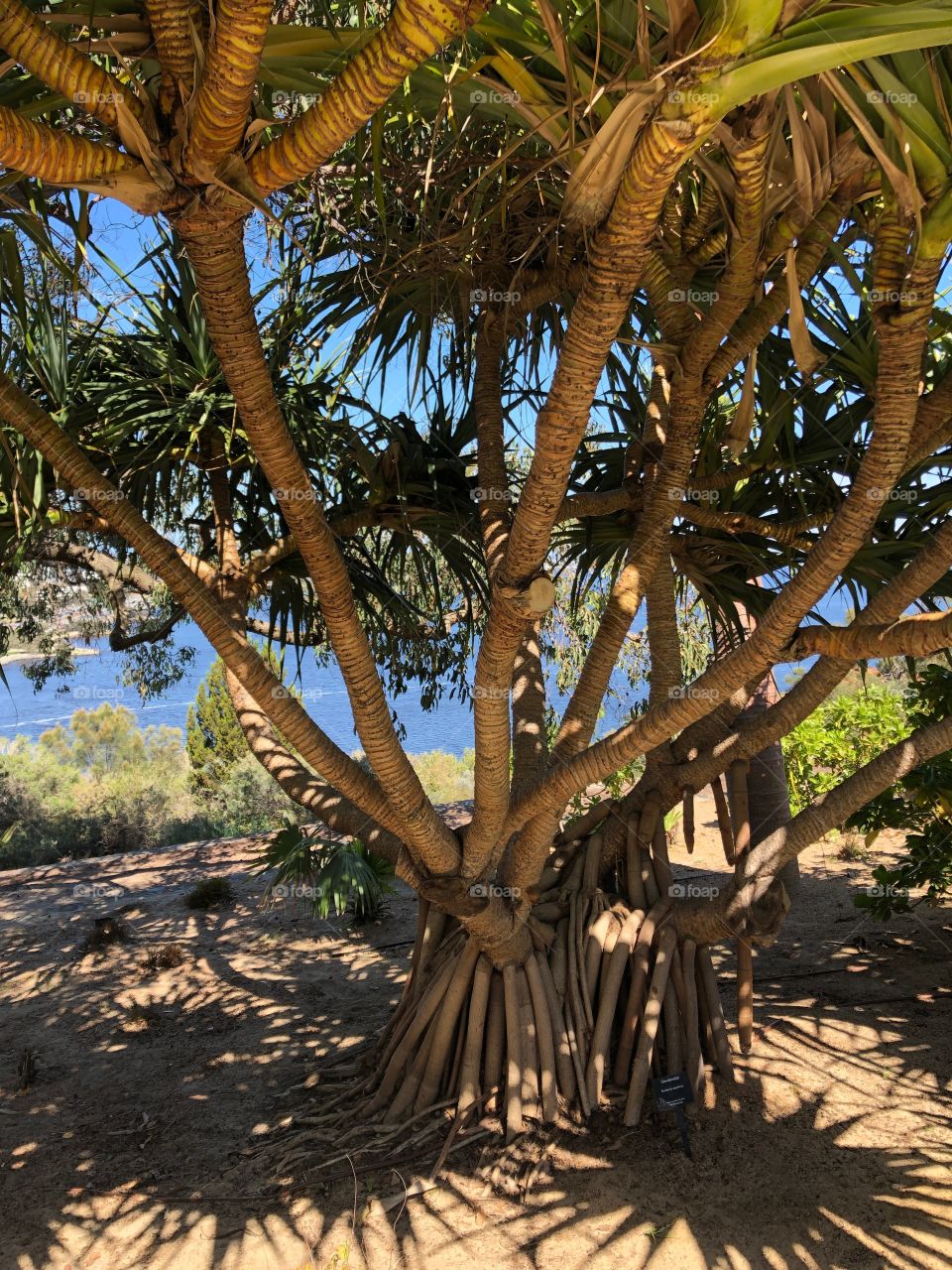 Australian native tree, Perth, Australia 