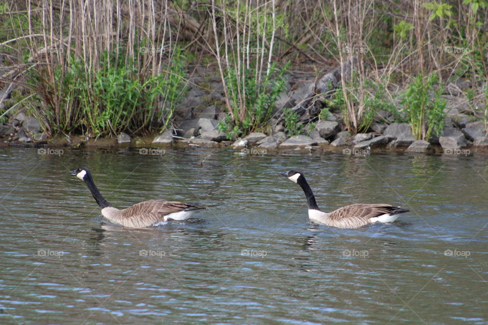 Two Canada geese paddling up a lake in New Jersey (USA) in May 