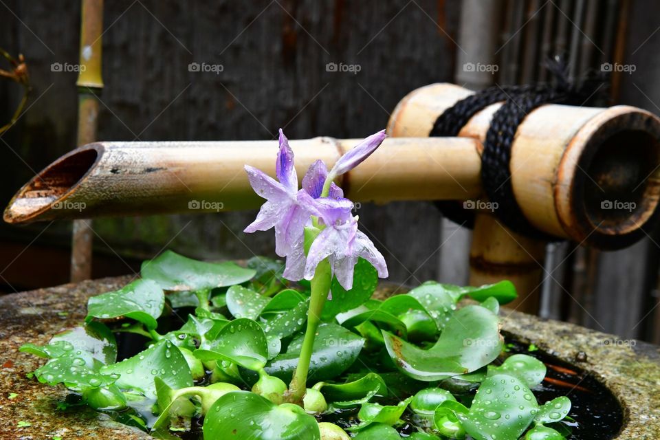 Bamboo water pipe and Lily
