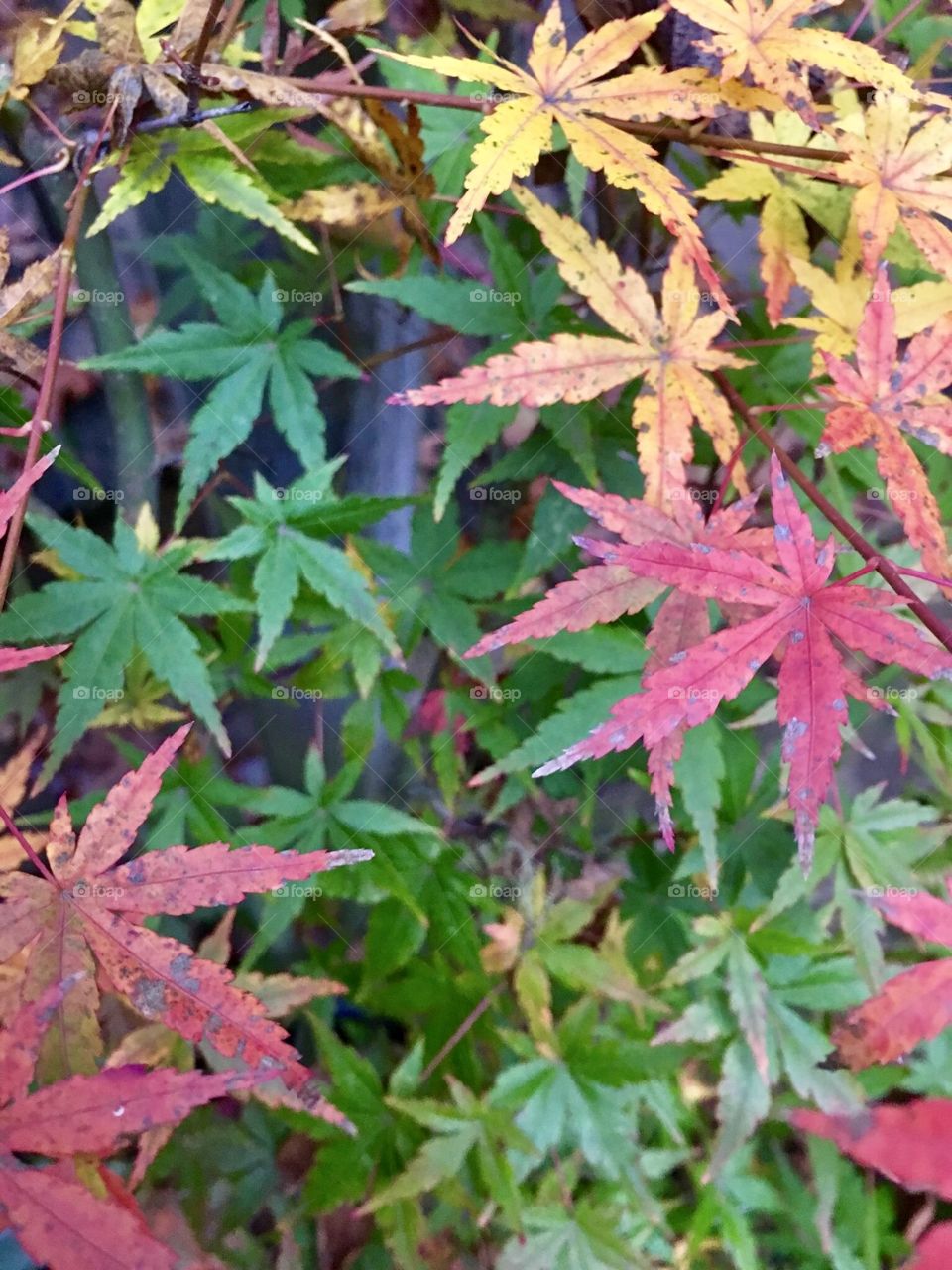 Autumns Colors ( Fall’s Beauty)
