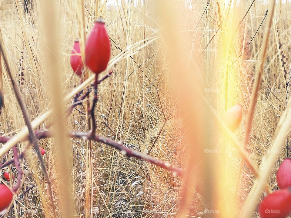 red rose hips among dried grass, last autumn days...