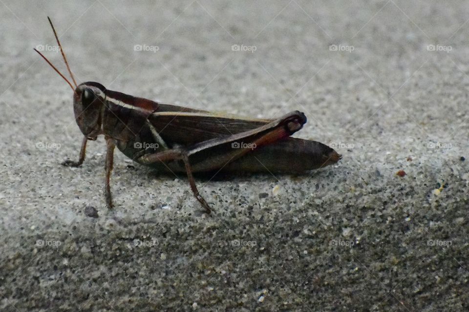 Grasshopper.