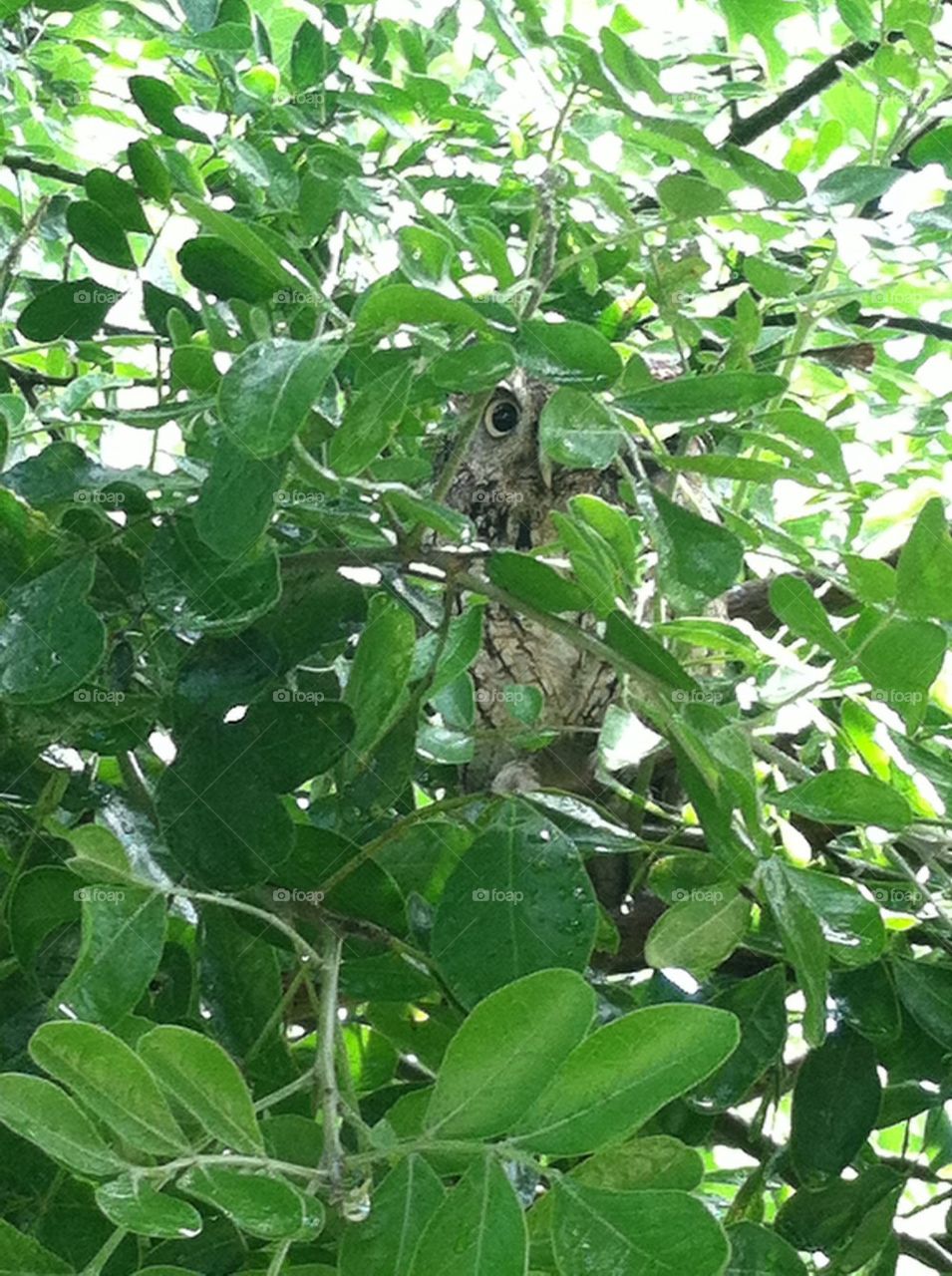 Owl in tree