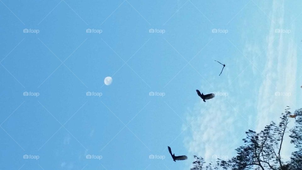 Moon/buzzards