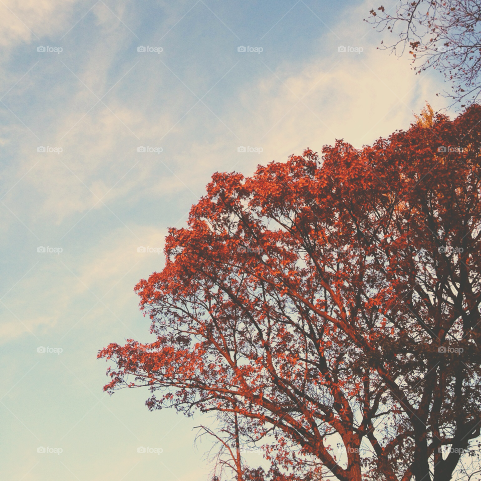 nature red tree fall by vodkapond