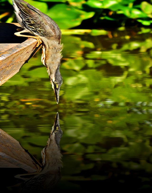 reflection