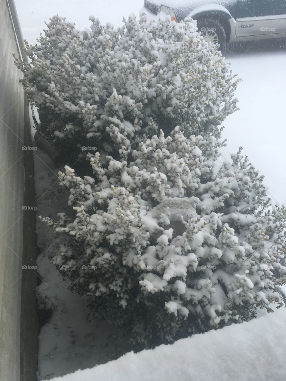 Snow ball bush